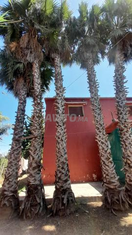 Vente de palmiers Washingtonia imposants (10 mètres de haut) - 2