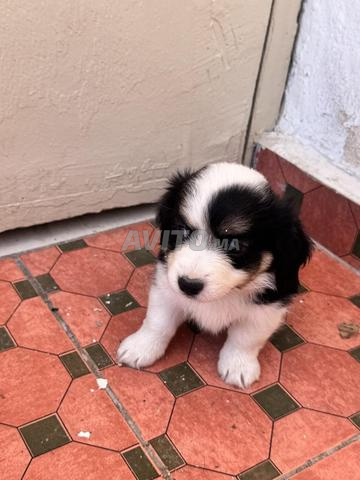 Chiots Bichon - 2