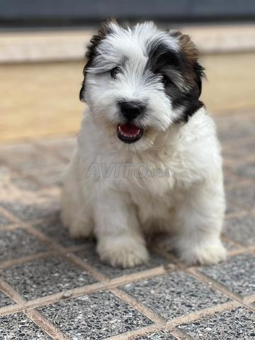 Bichon maltais - 2