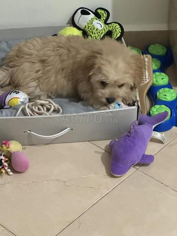 Bichon mâle à vendre - 2