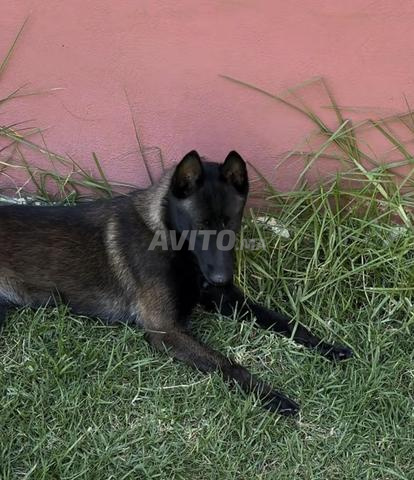 Femelle Malinois avec pedigree - 2