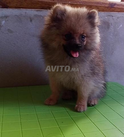 Spitz Pomeranian - 2