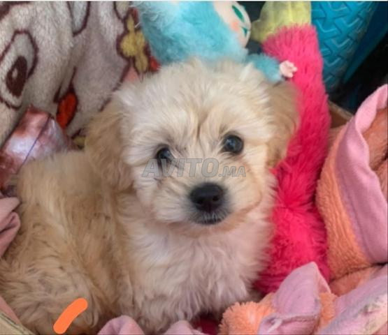 Chiot de deux mois - 2