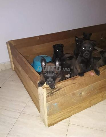 Excellents chiots Malinois charboni
