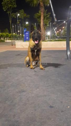 Mâle Malinois charbonné à vendre - 2