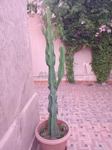 cactus 1.90m - 2