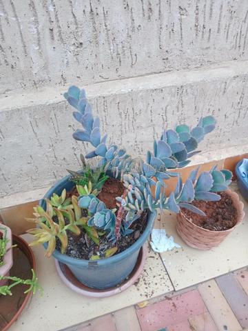 6 pots plantes diverses - 2