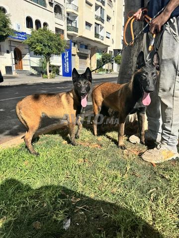 Deux femelles Malinois avec pedigree FCI - 2