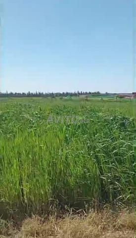 أرض للبيع 2800 متر - 2