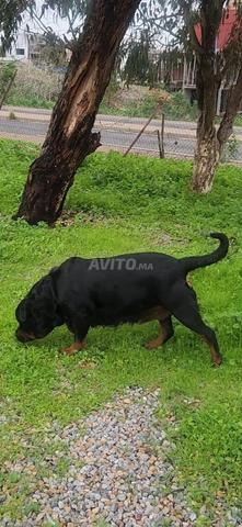 Couple chien rottweiler pedigree validé - 2