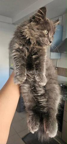 British long hair bleu femelle