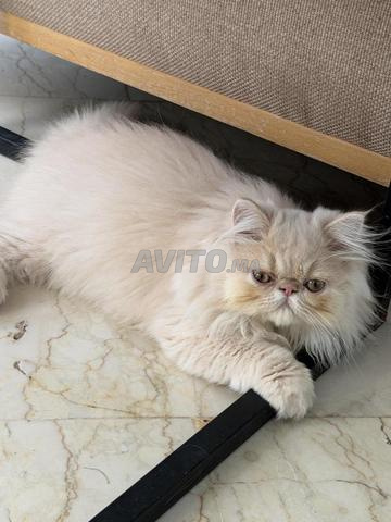 Chatons persans Agadir - 2
