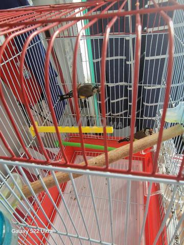 Couple de canaris prêt et couple de chardonnerets en période de ponte - 2