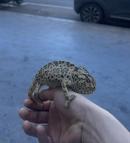 Caméléon à casque - 2