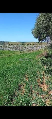 Bonjour, terre fertile et excellente opportunité - 2