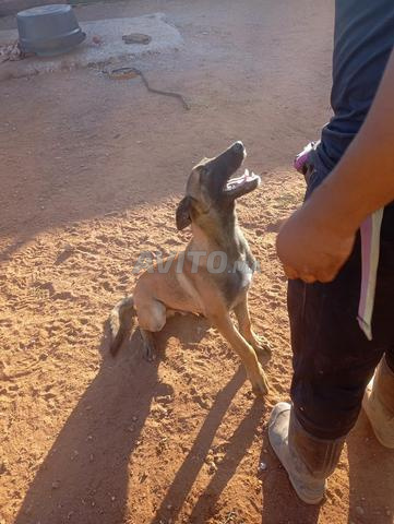 Malinois avec pedigree