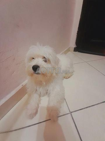 Chien Bichon Maltais blanc caramel 5 mois - 2