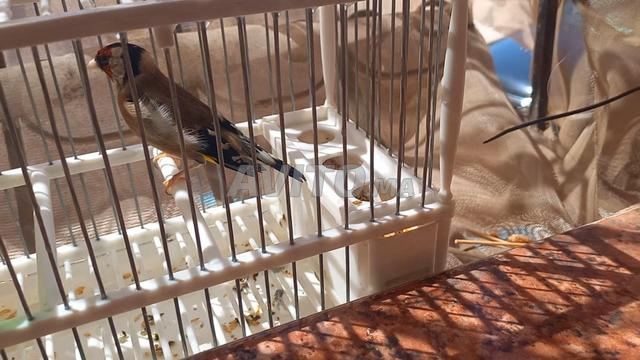 Oiseau d'un an complet, cherche échange - 2