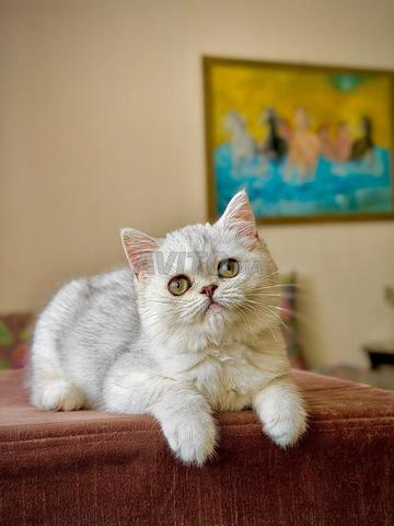 قطة بريطانية فضية سلالة النخبة