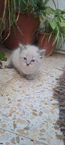 Chaton Sacré de Birmanie pure race - 2