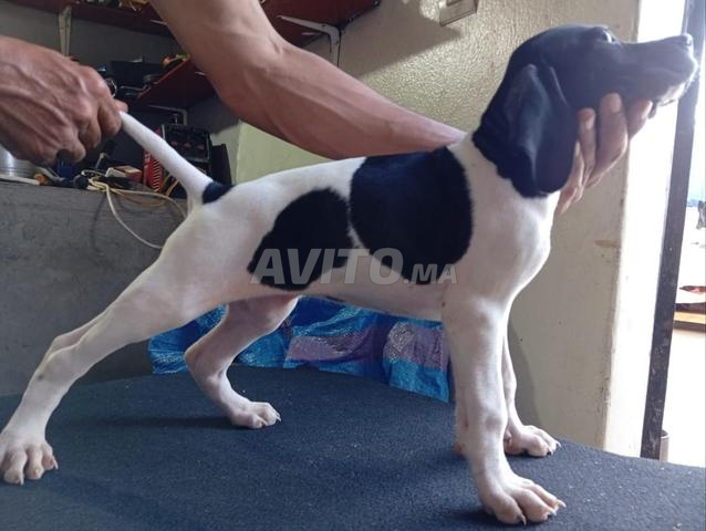 Chien Pointer de race - 2