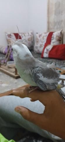 Oiseau cocktail mutation White Face - 2