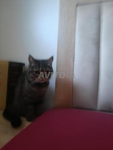 Chats de 9 mois British - 2