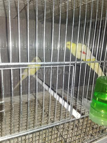 كوبلا كروبيو