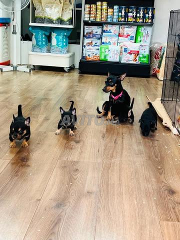Chiot Mini Pinscher - 2
