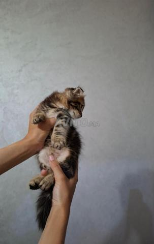 Scottish Fold - 2