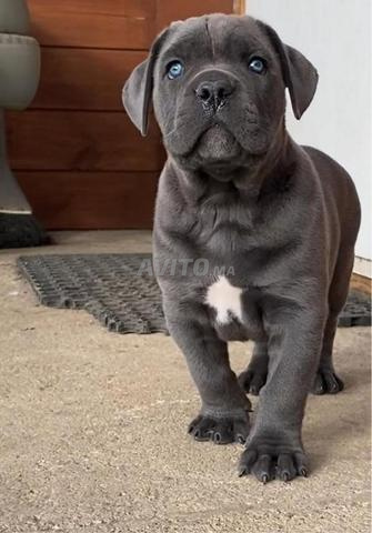 Cane Corso - 2