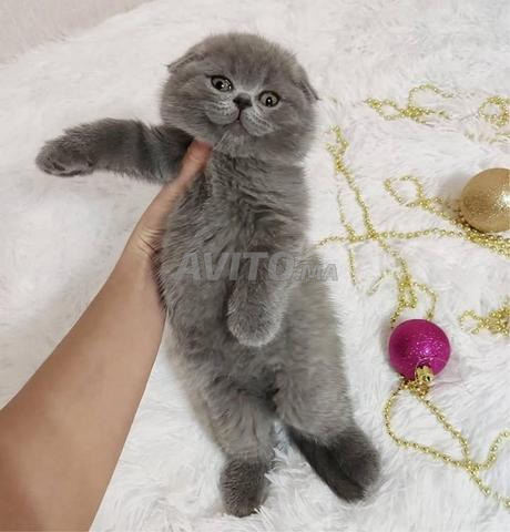 سكوتش فولد - 2