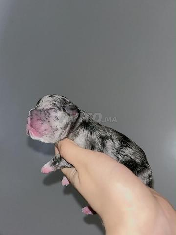 Bulldog français - 2