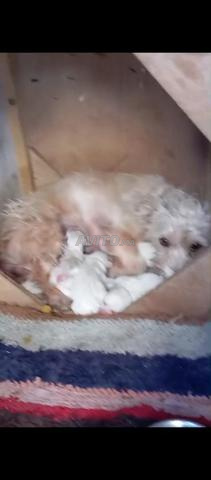 Super chiots Bichon Maltais - 2