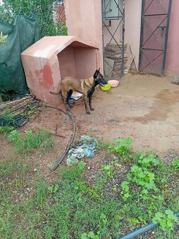 Chien Malinois - 2