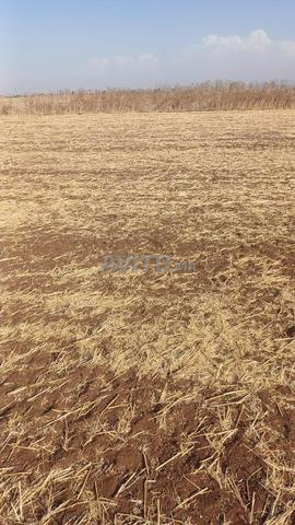 2 hectares à Jakma - 2