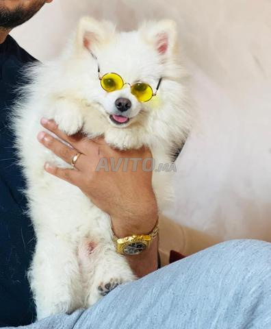 Spitz mâle super caractère - 2