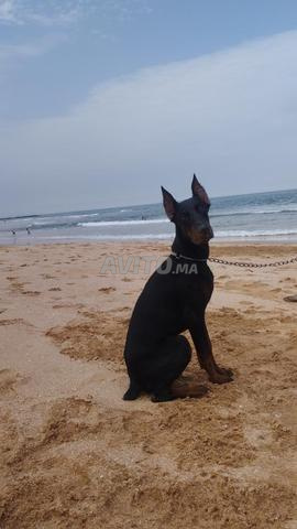 Doberman à vendre