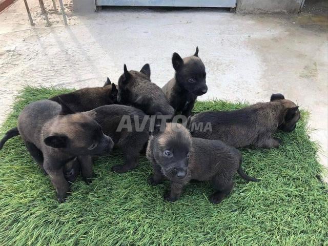 Chiot Malinois charbonné