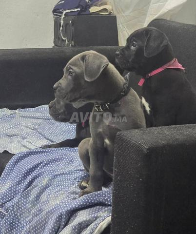Cane Corso mâle - 2