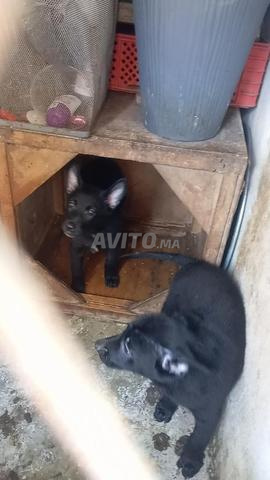 Chiot Malinois charbonné