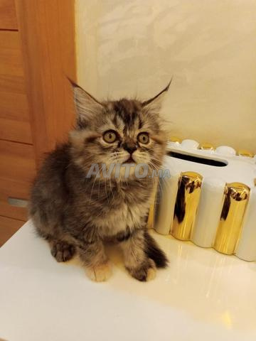 Jolie chaton femelle - 2