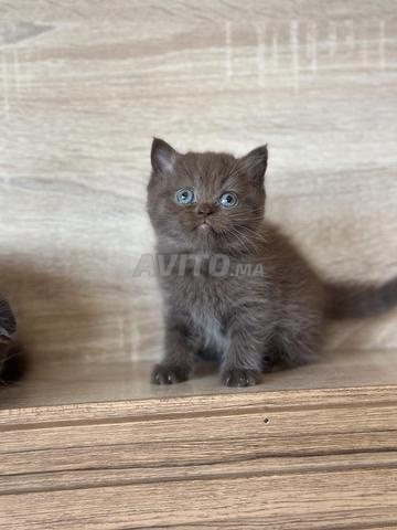 Scottish Fold / Straight - 2