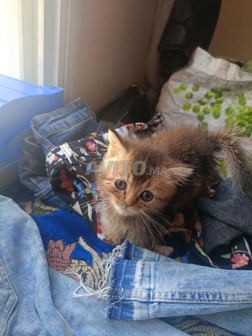 Chaton Scottish Golden - 2