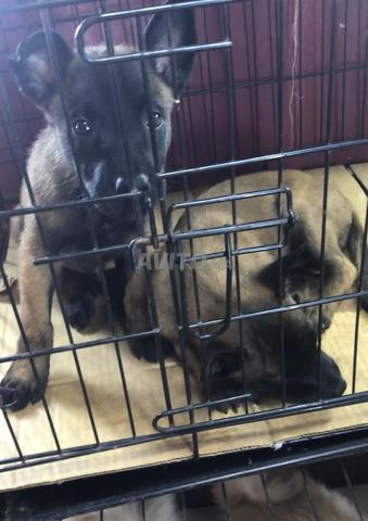 Malinois charbonné