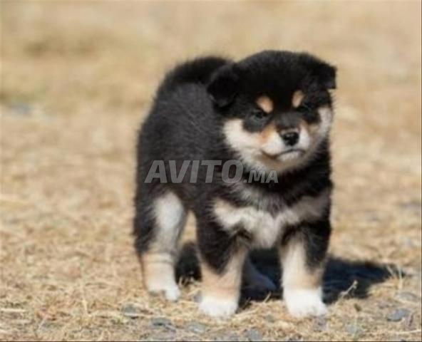 Shiba Inu - 2