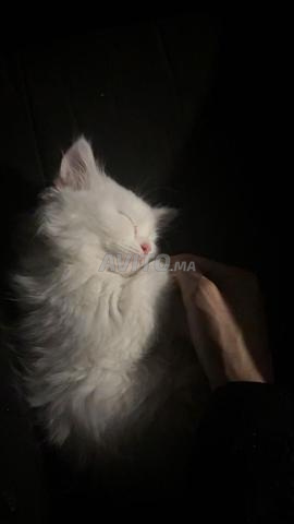 قطة شيرازية فارسية - 2