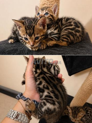 Chatons Bengal à vendre - 2