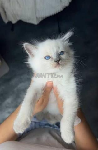 Bébé chaton Ragdoll 50 jours - 2