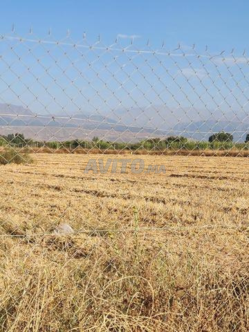 Terrain 5000 m2 à vendre proche Marrakech - 2
